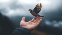 Dove taking flight from outstretched hand against dramatic stormy sky background, symbolizing freedom, hope and release.