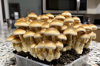 Fresh golden mushrooms growing in cluster formation on dark soil substrate, showing multiple growth stages with shiny caps and delicate stems in natural lighting.