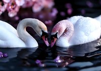 Pair of white swans forming heart shape with necks on dark water surface, covered in morning dew drops amid falling pink cherry blossom petals at dawn.