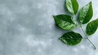 Fresh green ash tree leaves with water drops on gray concrete background, natural minimal composition for wellness and spa design concepts.
