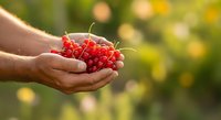 Farmer's hand holding fresh red currants in palm against blurred green garden background, harvest season produce for food and agriculture themes.