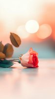 Single pink rose lying on reflective surface with soft bokeh lights and sunset background creating romantic atmosphere. Suitable for greeting cards and valentines.