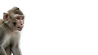 Young macaque monkey with expressive eyes isolated on white background for wildlife education and primate research materials.