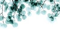 Watercolor eucalyptus branches with teal leaves on white background for botanical design projects and natural decor applications.