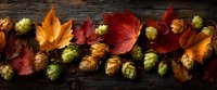 Colorful autumn maple leaves and green hop cones arranged on rustic wooden background, creating seasonal harvest composition for craft beer design.