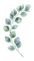 Watercolor eucalyptus branch with green leaves isolated on white background for botanical design and natural decoration projects.