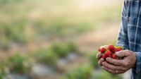 Farmer holding fresh ripe strawberries in hands over blurred field background, harvest season agriculture concept for farming and food production.
