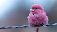 Adorable pink baby bird chick perched on wire fence with fluffy feathers and soft bokeh background for nature wildlife photography projects.