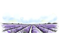 Lavender field rows stretching to horizon under cloudy sky, agricultural landscape with purple flowering plants in countryside farming scene.
