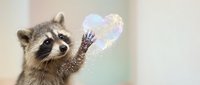 Adorable raccoon reaching toward sparkling heart with paw, magical love concept for romantic designs and Valentine's Day projects.