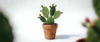 Potted prickly pear cactus with green paddles and brown buds in terracotta pot, isolated on white background for design projects.