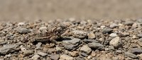 Camouflaged lizard resting on rocky, arid ground with scattered pebbles and dust, suitable for wildlife, nature, and desert ecosystem content.