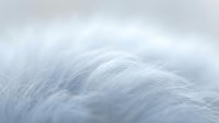 Close-up of soft white feathers with delicate texture and gentle curves, suitable for wellness, spa, and comfort-themed designs.