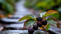 Fresh ripe blackberries growing on branch with green and burgundy leaves in garden, macro shot with natural bokeh background and morning dew drops.
