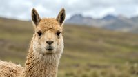 Adorable young llama portrait with fluffy brown fur looking directly at camera in natural mountain landscape with cloudy sky background.