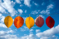 Colorful autumn leaves hanging on clothesline against blue sky with white clouds, showing seasonal transition from yellow to red foliage. Nature's gradient display.