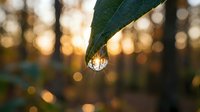 Water droplet on green leaf with golden sunset bokeh background creating peaceful nature scene for wellness and environmental concepts.