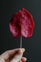 Single red heart-shaped leaf held by fingers against dark background, showcasing delicate veins and rich crimson color. Natural botanical art concept.