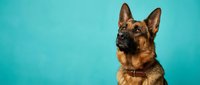 German Shepherd dog portrait on turquoise background with copy space for pet care, training, veterinary services, and animal welfare campaigns.