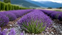 Vibrant purple lavender field with rows stretching toward distant mountains, creating a scenic agricultural landscape for travel and nature designs.