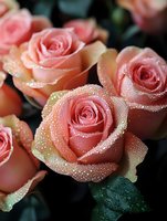 Coral pink roses with fresh water droplets and dew covering petals, ideal for floral arrangements, wedding designs, greeting cards, and botanical backgrounds.