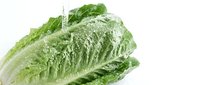 Fresh romaine lettuce head with water droplets isolated on white background, suitable for food, nutrition, healthy eating, and culinary design projects.