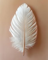 Single white feather with detailed texture on neutral beige background for minimalist design projects and natural decor concepts.