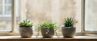 Three small succulent plants in rustic clay pots arranged on wooden windowsill with natural light filtering through glass panes creating warm atmosphere.