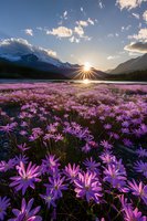 Stunning sunset over mountain lake with vibrant purple wildflowers in foreground, sunburst through peaks, dramatic clouds and snow-capped mountains reflecting in water.