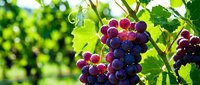 Dark purple grapes hanging on vine with green leaves in sunlight, suitable for food, agriculture, and harvest-themed designs.