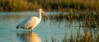 White ibis wading bird standing in shallow wetland water during golden hour with perfect reflection and marsh grass background for nature photography.