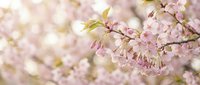 Delicate pink cherry blossom branches in full bloom with soft bokeh background creating dreamy spring atmosphere for seasonal designs and nature themes.