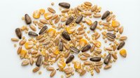 Mixed seeds and nuts scattered on white background including sunflower seeds, pumpkin seeds, corn kernels and various grains for healthy snacking and cooking.