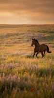 Wild horse running through blooming wildflower meadow at golden sunset with dramatic cloudy sky in natural prairie landscape for outdoor adventure concepts.