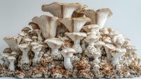 Fresh oyster mushrooms growing in clusters on substrate, showing multiple stages of growth from pins to mature caps in beige and white tones against neutral background.