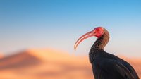 Northern bald ibis against blurred desert sand dunes at sunset, dark feathered bird with distinctive red curved beak in natural habitat environment.