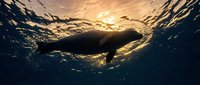 Seal swimming underwater with sunlight filtering through ocean surface, silhouetted marine mammal in natural habitat for wildlife and nature content.