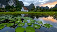 Tranquil lotus pond with water lilies at sunset, dramatic limestone mountains and traditional house surrounded by palm trees in rural Asian landscape.