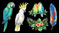 Tropical parrot collection featuring macaw, cockatoo, lovebirds, feather and floral elements isolated on transparent background for t-shirt design, clipart and print-on-demand projects.