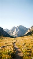 Hiking trail through golden alpine meadow leading toward dramatic jagged mountain peaks under clear blue sky, perfect for travel and outdoor adventure marketing.