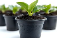 Young green seedling growing in black plastic pot with fertile soil, shallow depth of field with blurred background showing multiple plants in nursery pots.