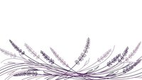 Lavender sprigs with flowing stems create elegant botanical border on white background for aromatherapy and wellness designs.
