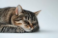 Peaceful tabby cat sleeping on light background, close-up portrait showing relaxed expression and soft fur texture. Suitable for pet care and wellness concepts.