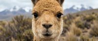 Close-up portrait of adorable brown alpaca face with soft fur looking directly at camera in natural mountain landscape with snow-capped peaks and vegetation.