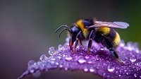 Macro shot of bumblebee collecting nectar from purple flower with morning dew drops, showcasing pollination process in garden ecosystem for nature photography.