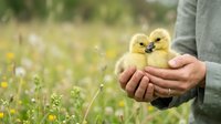Young yellow duckling held in human hands outdoors in meadow with wildflowers and grass, suitable for agriculture, farming, and animal care content.