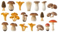 Assorted edible and poisonous mushroom varieties isolated on white background, including chanterelles, porcini, button mushrooms and amanita species for educational, culinary and mycology reference purposes.