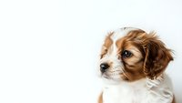 Adorable Cavalier King Charles Spaniel puppy with brown and white fur looking sideways on white background for pet care designs.