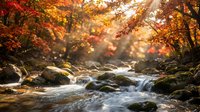 Autumn forest stream with golden sunlight filtering through colorful fall foliage, creating peaceful nature scene with flowing water over moss-covered rocks.