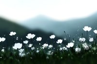 Delicate white wildflowers bloom in mountain meadow at dusk, creating dreamy atmosphere with bokeh effect and soft focus against misty peaks background.